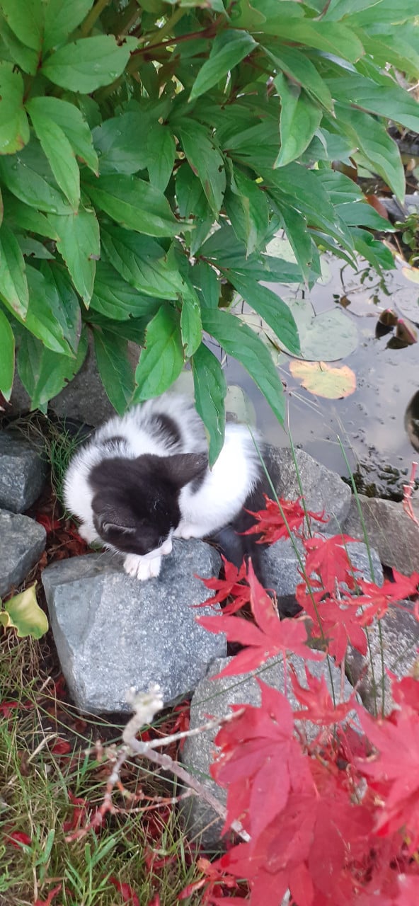 Super lief, speels en aanhankelijke kitten😻