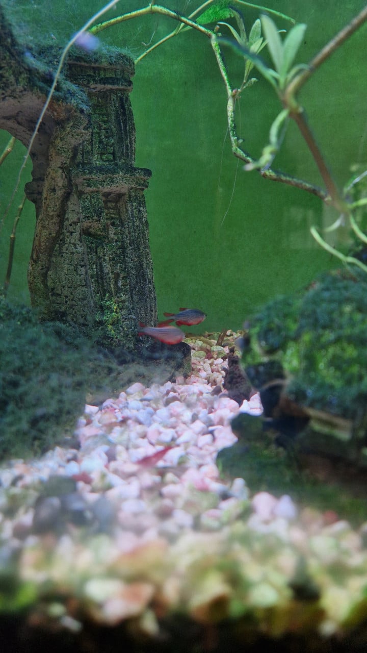 Compleet aquarium met kast