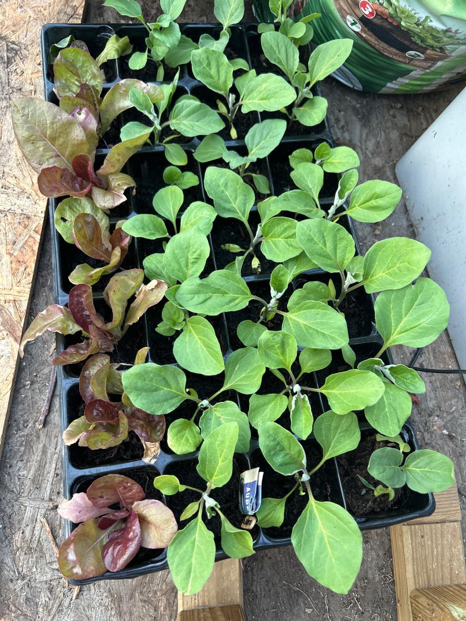 BIOLOGISCHE MOESTUINPLANTEN