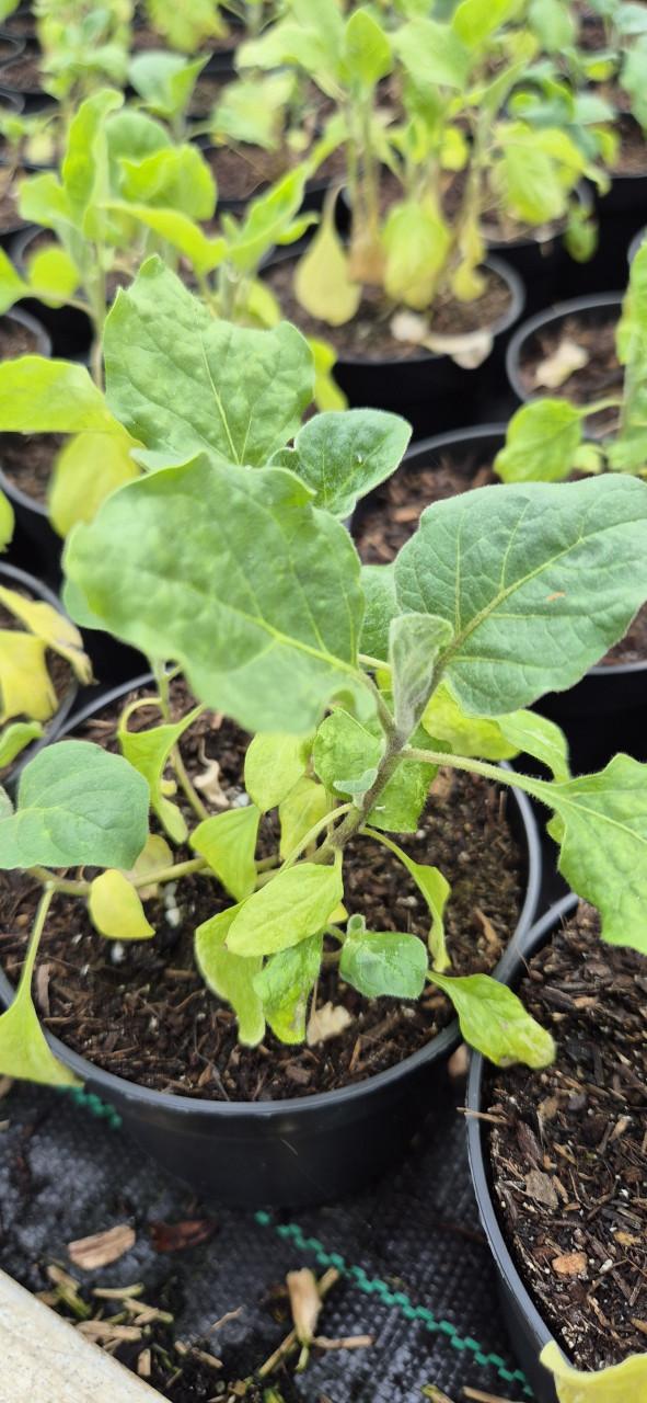 Aubergine-,peper-,puntpaprika-en cherrytomatenplanten