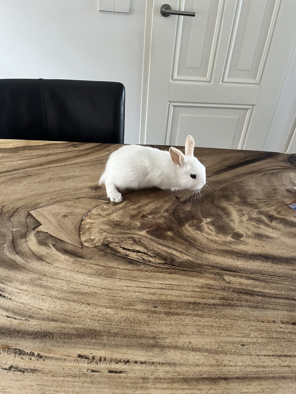 Baby konijntjes