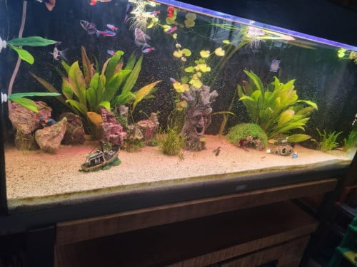 Aquarium vissen