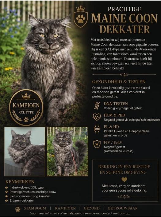 Prachtige maine coon dekkater  (niet te koop)