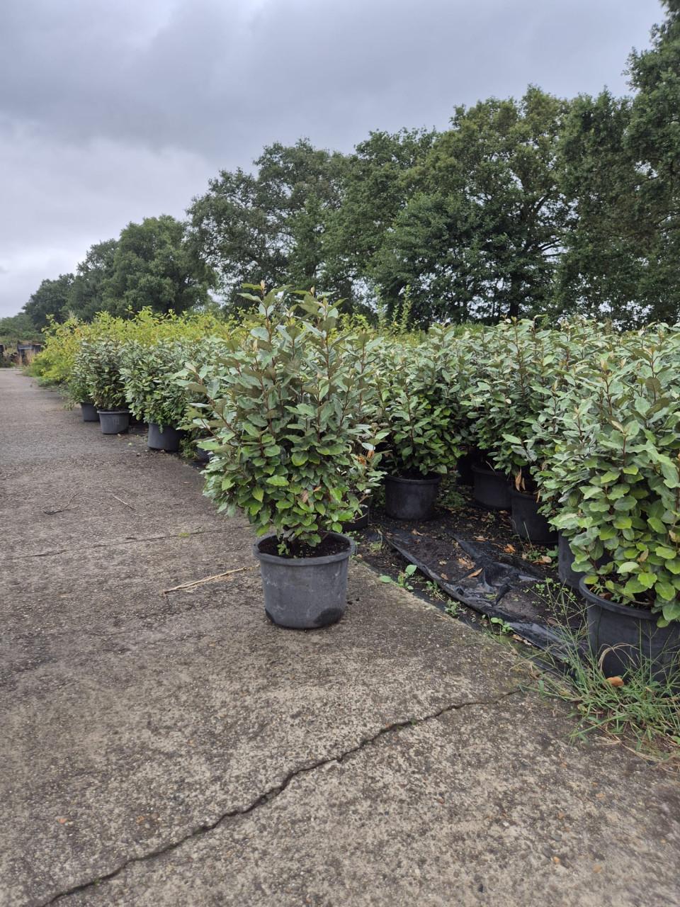 Forse olijfwilg compacta haagplanten