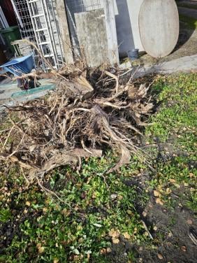 Haardhout coniferen stronken ca 1,5m³ -gratis af te halen-