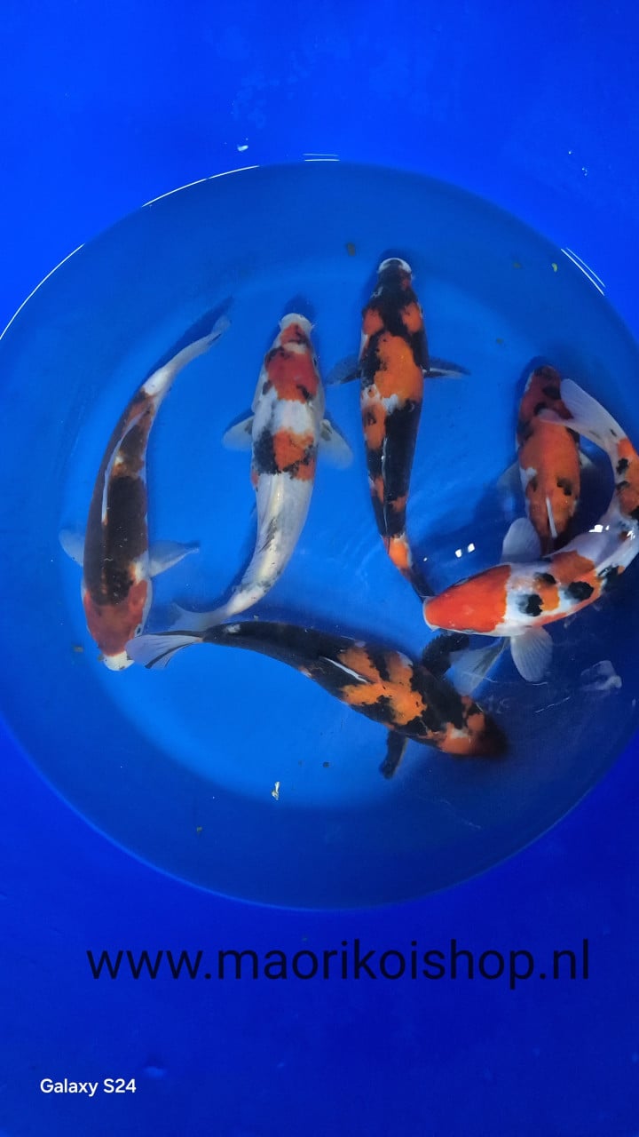 Mooi koi