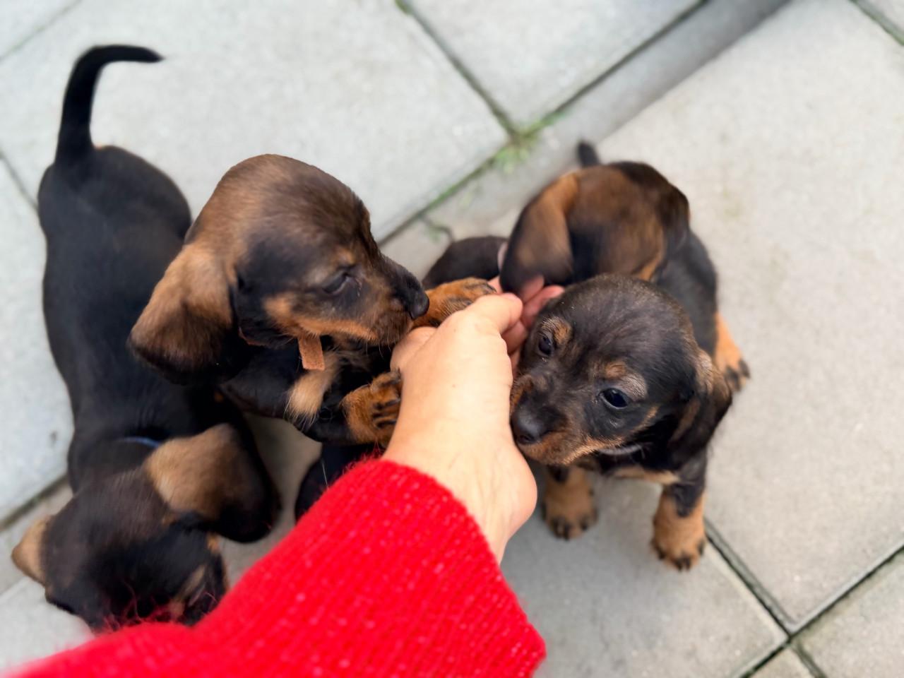 De Liefste Teckel pups