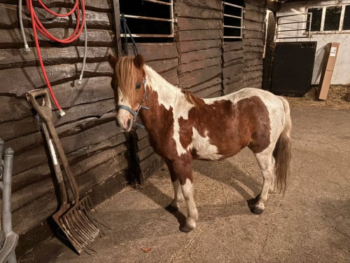 Te koop kinder pony