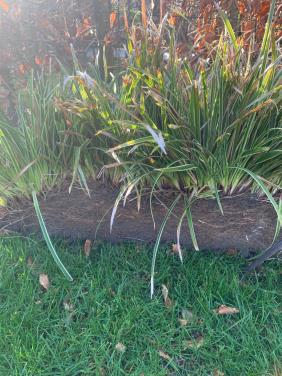 Diverse vaste tuinplanten