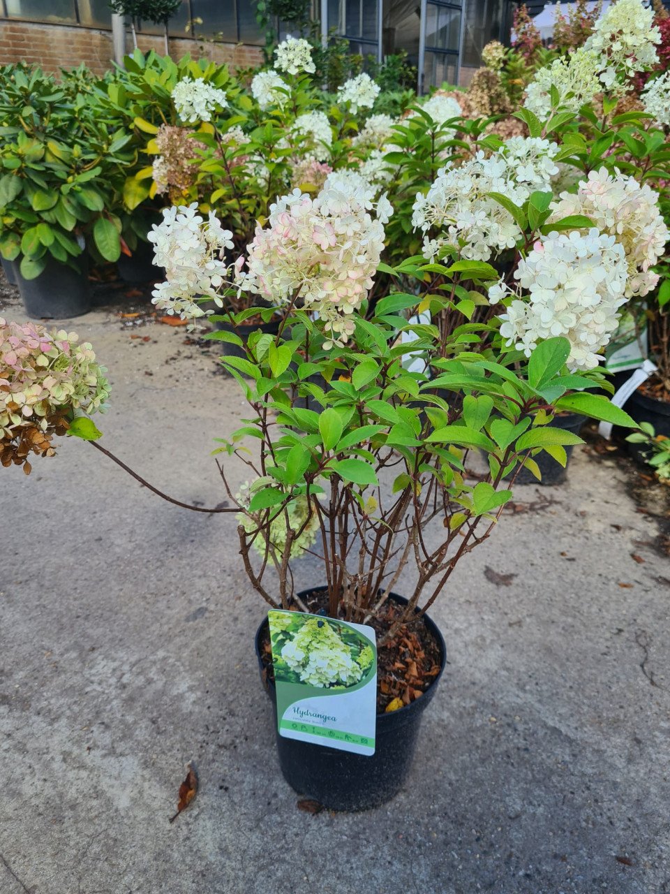 Pluimhortensia Bobo