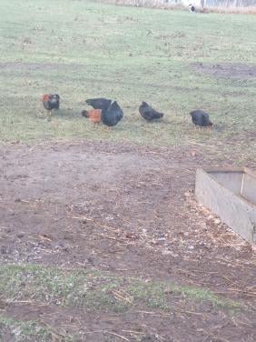 Jonge kippen aan de leg