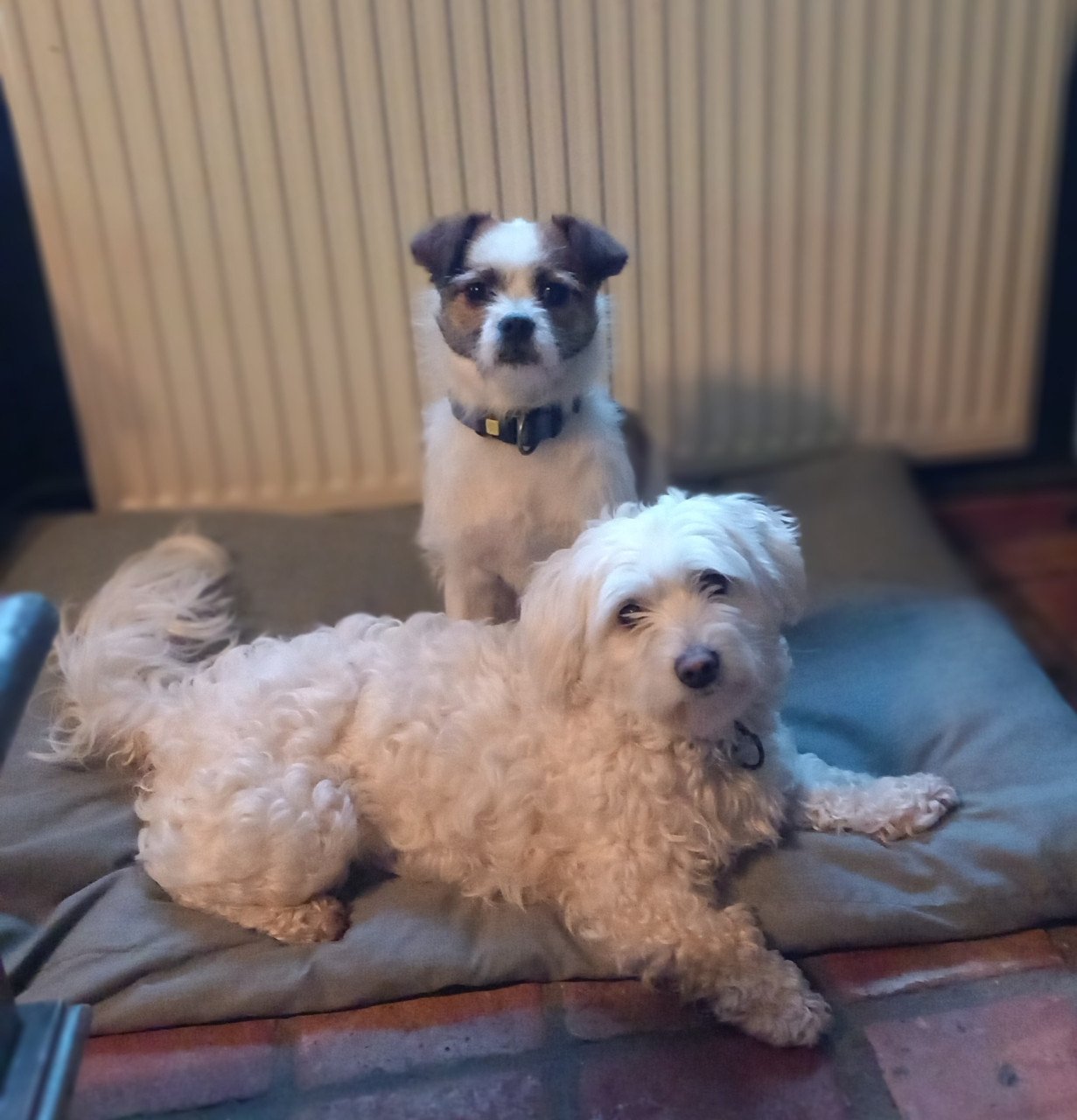 Bichon Malthezer teefje