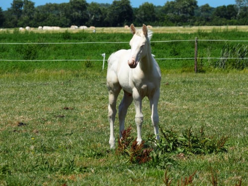 Cremello Blanket ApHC Amerikaanse appaloosa veulen nu te reserveren!