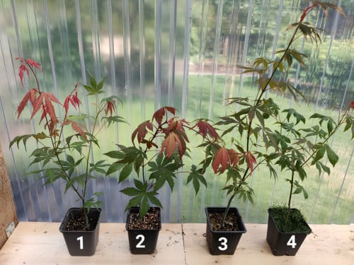 Japanse esdoorn boompjes Acer palmatum tuinplanten