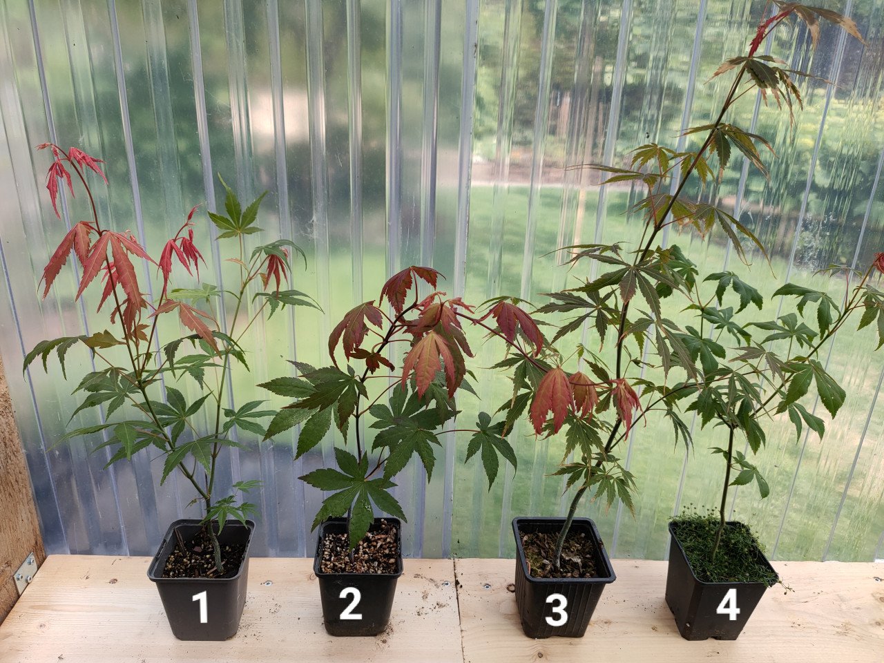 Japanse esdoorn boompjes Acer palmatum tuinplanten