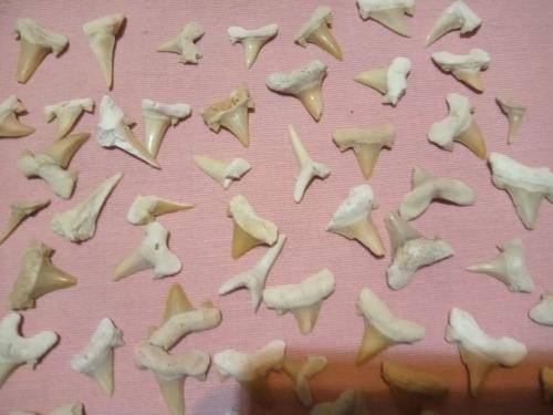 Wegens stoppen verzamelen..plm 90 witte haaientanden