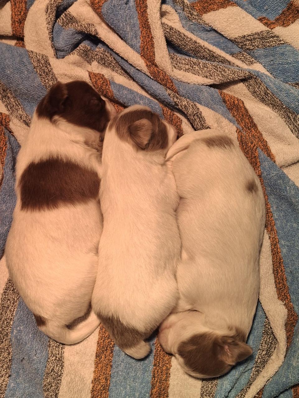 Te koop chihuahua pups