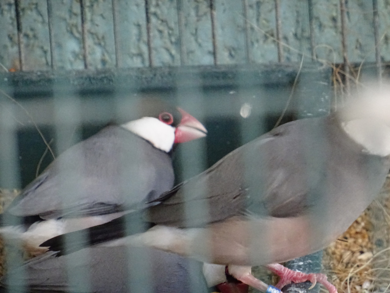 Te koop 5  wildkleur rijstvogels nog net niet op kleur GERESERVEERD