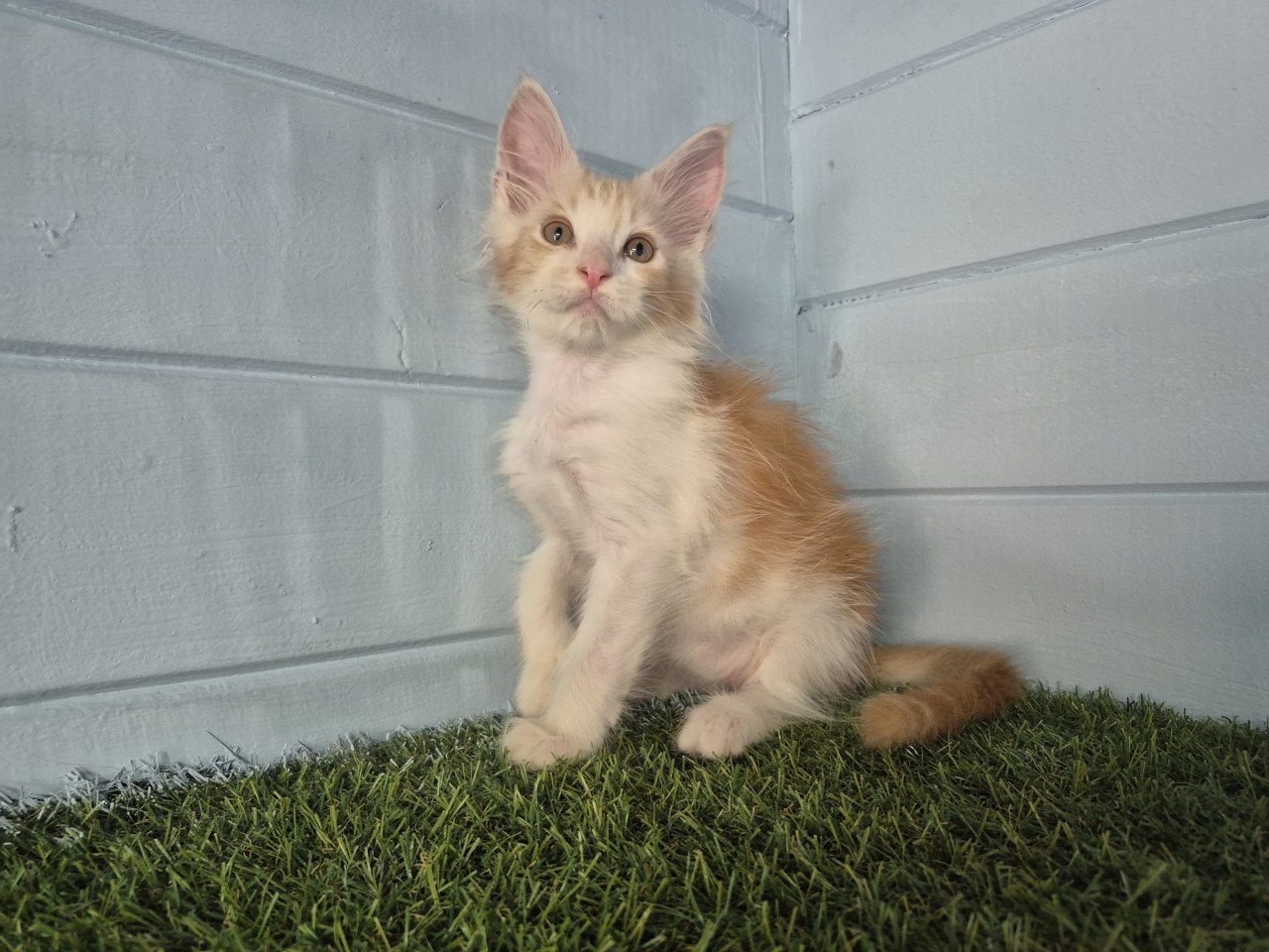 Maine coon kittens polydactyl
