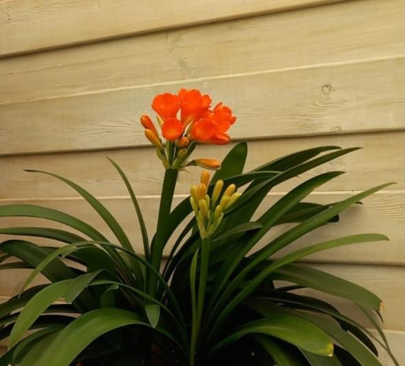 Clivia Kamerplant