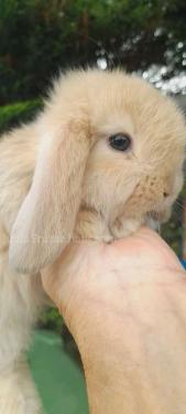 Raszuivere Franse hangoor konijnen