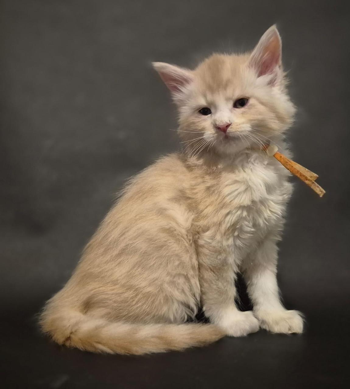 Mega mooie maine coon kittens met stamboom
