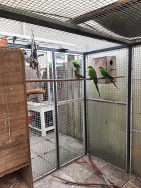 Parkieten
