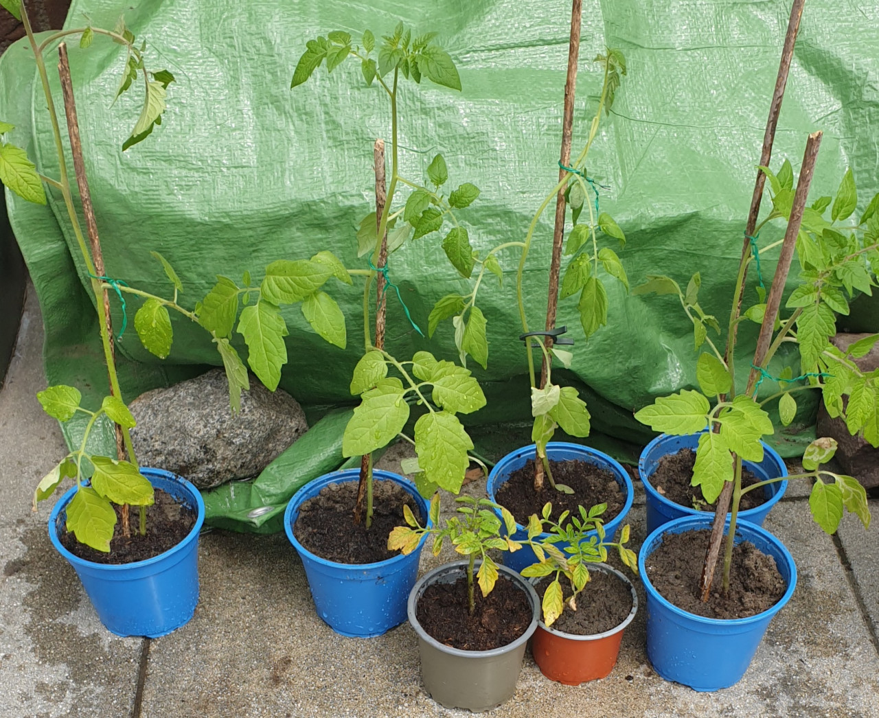 Tomaten plant