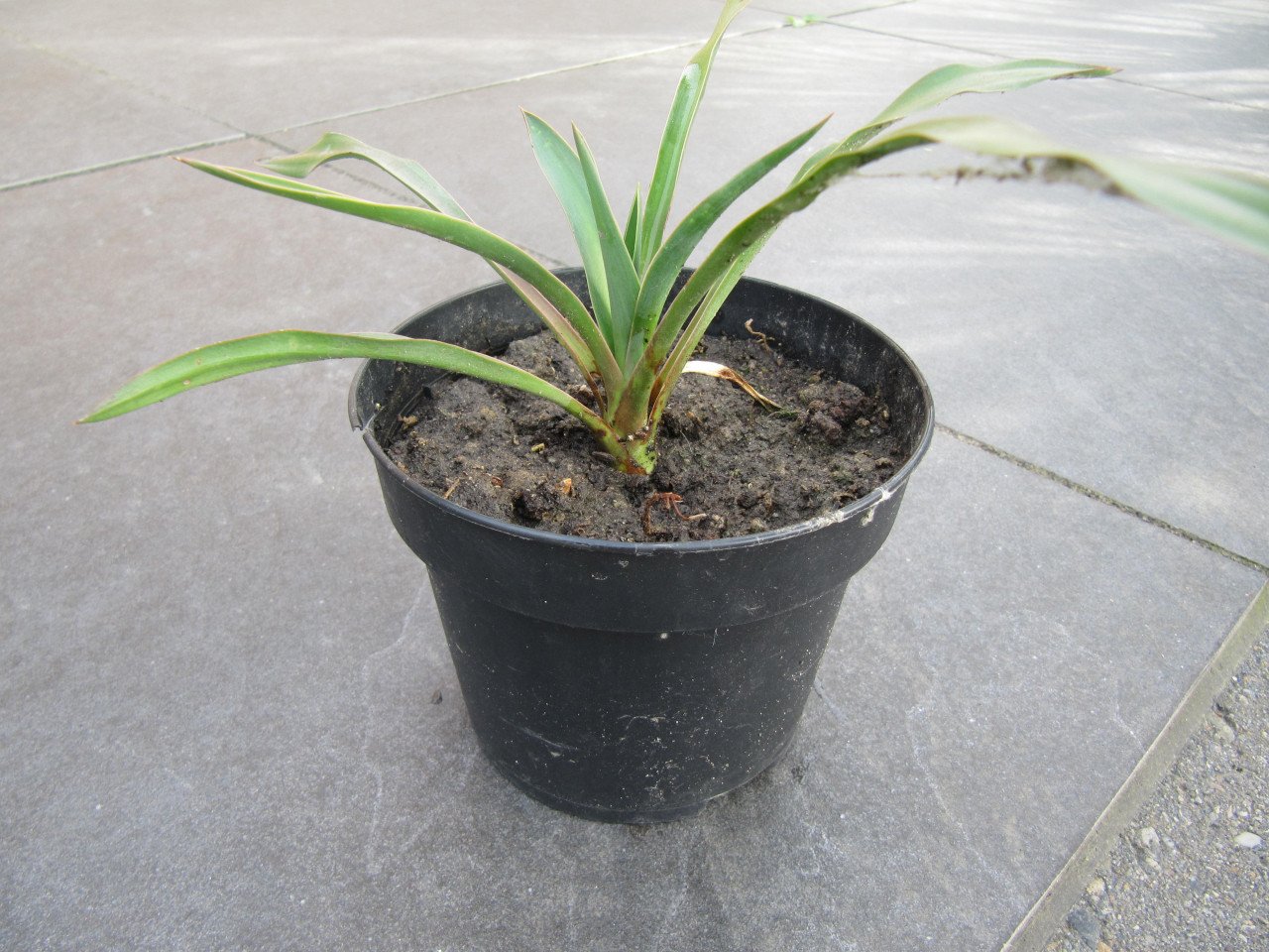 Yucca stekken