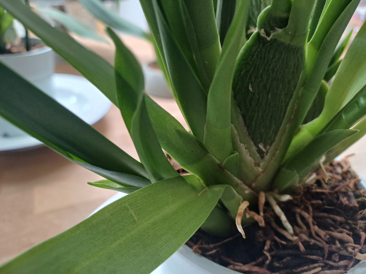 4 x Cambria-ORCHIDEE (Cambria 'Barocco') D 12 H 50 cm