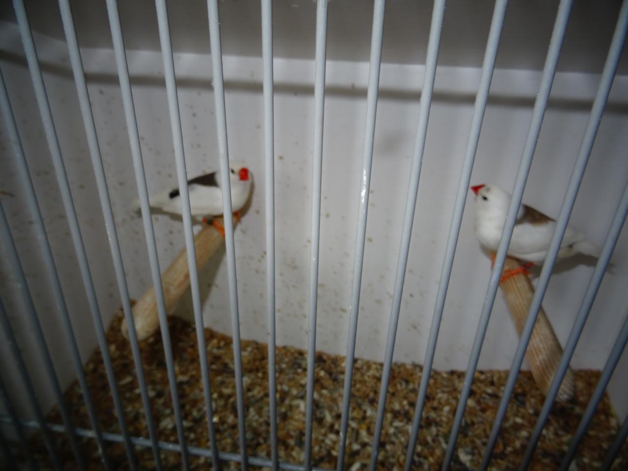 Te koop zebravinkjes broedrijp verschillende kleuren ook witte !!!