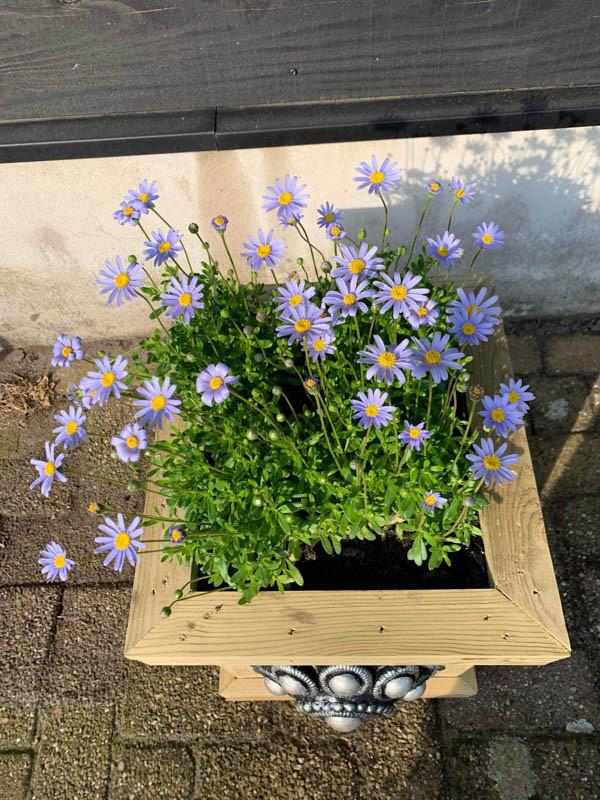 Zeeuwse knop bloembak L32 x B35 x H45 10jr. Jubileumactie!