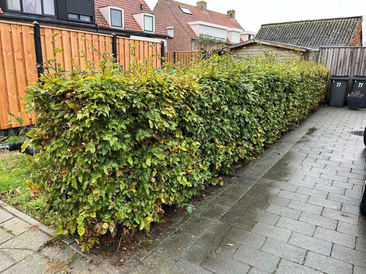 Haagbeuk Beukhaag te koop