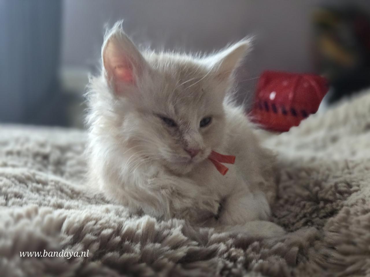 Mega mooie maine coon kittens met stamboom