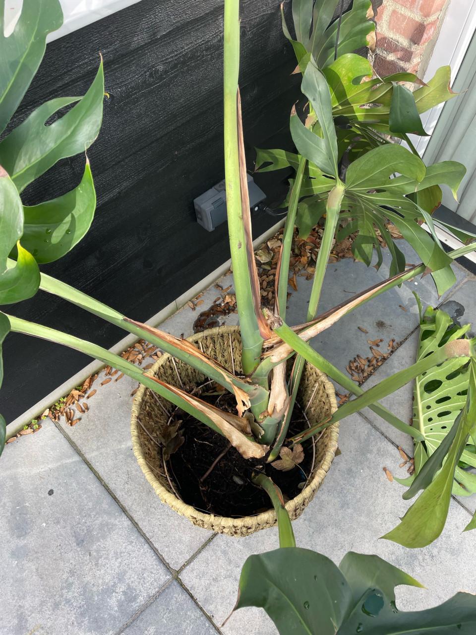 Gratis grote monstera plant