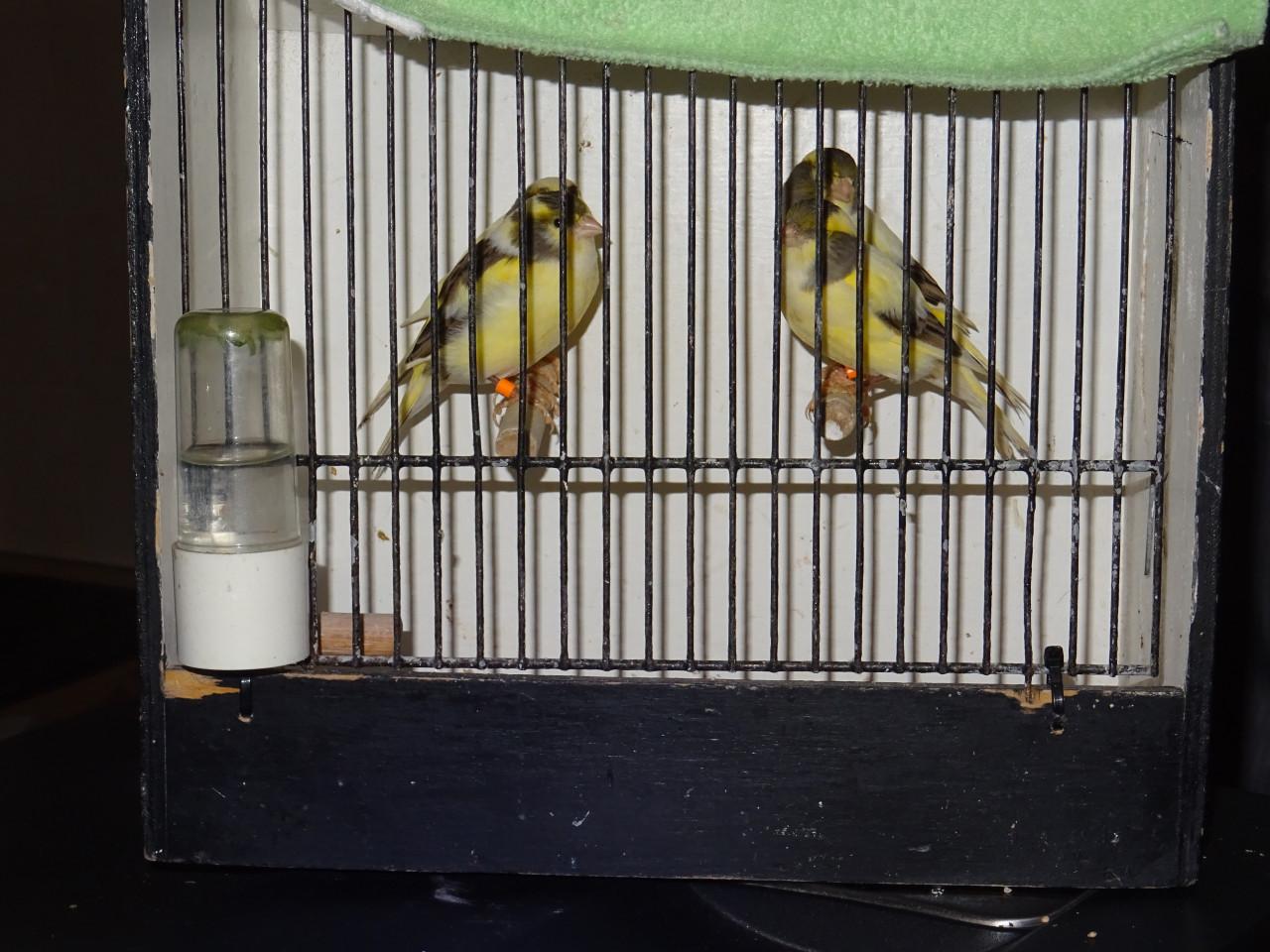 Te koop enkele zeer mooie bonte man zang kanaries ,beginnen te zingen