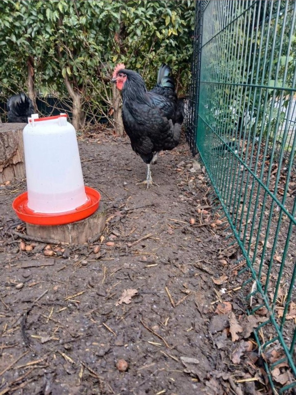 4 New Yersey Giant hanen.