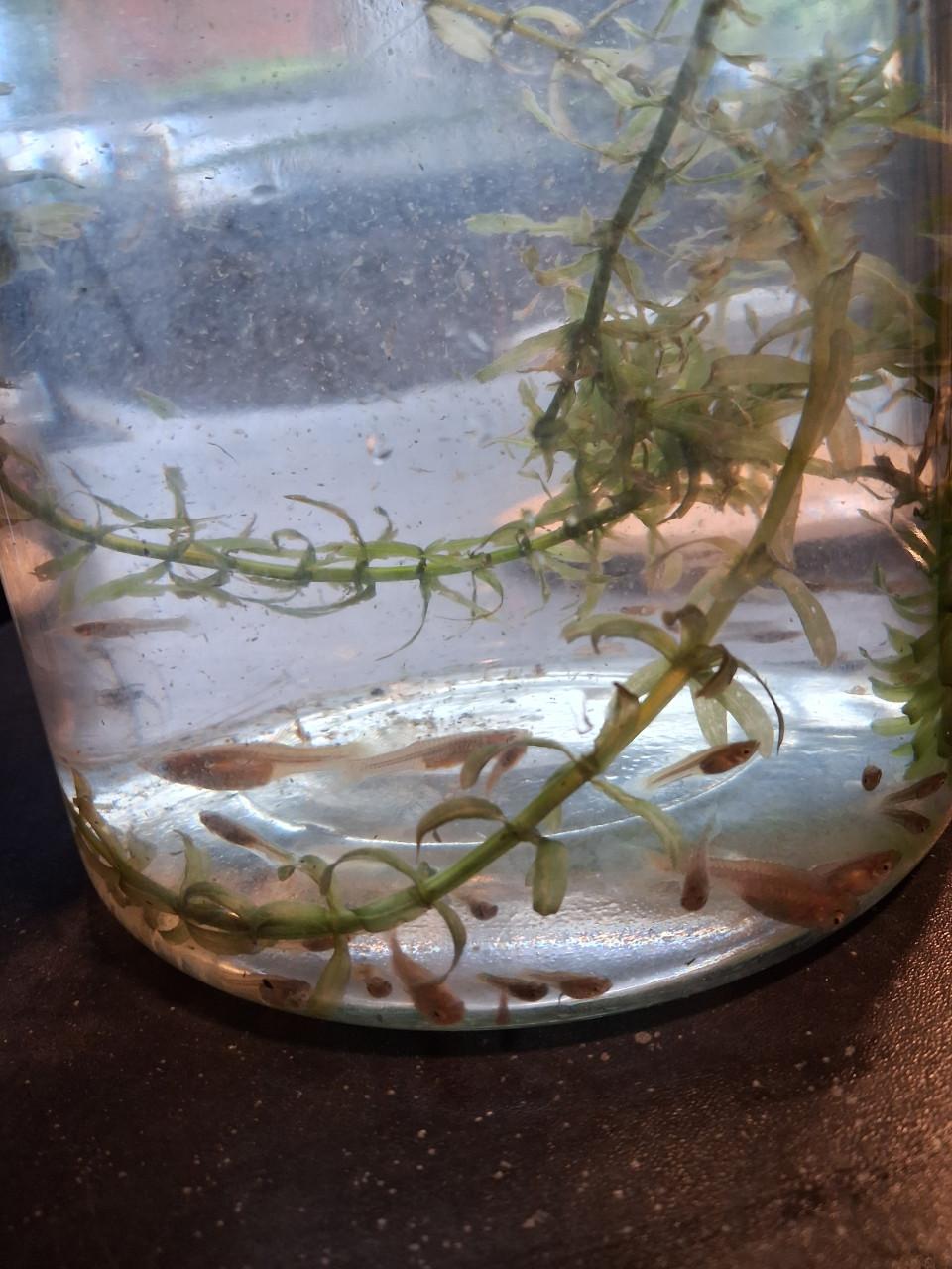 Guppies, guppen