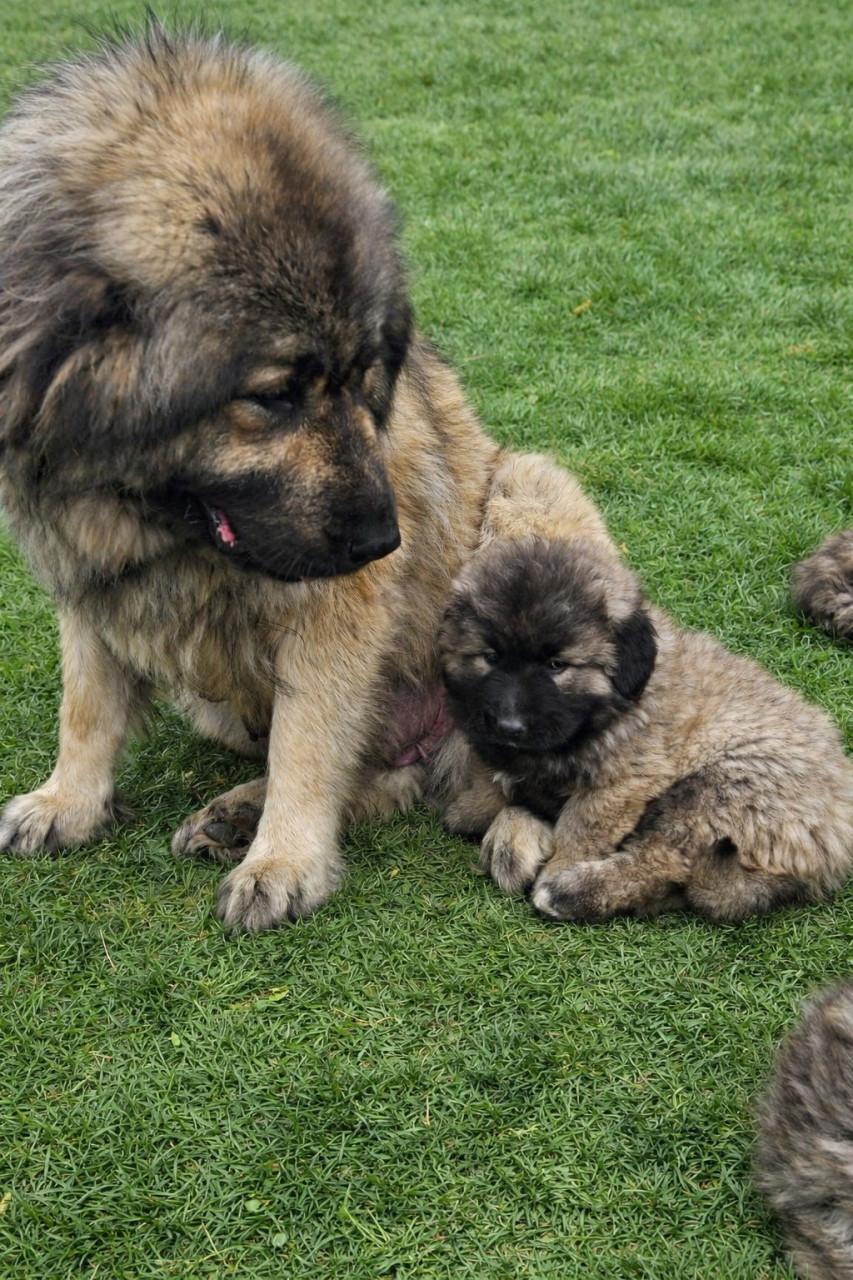 Kaukasische Owcharka / herder pups