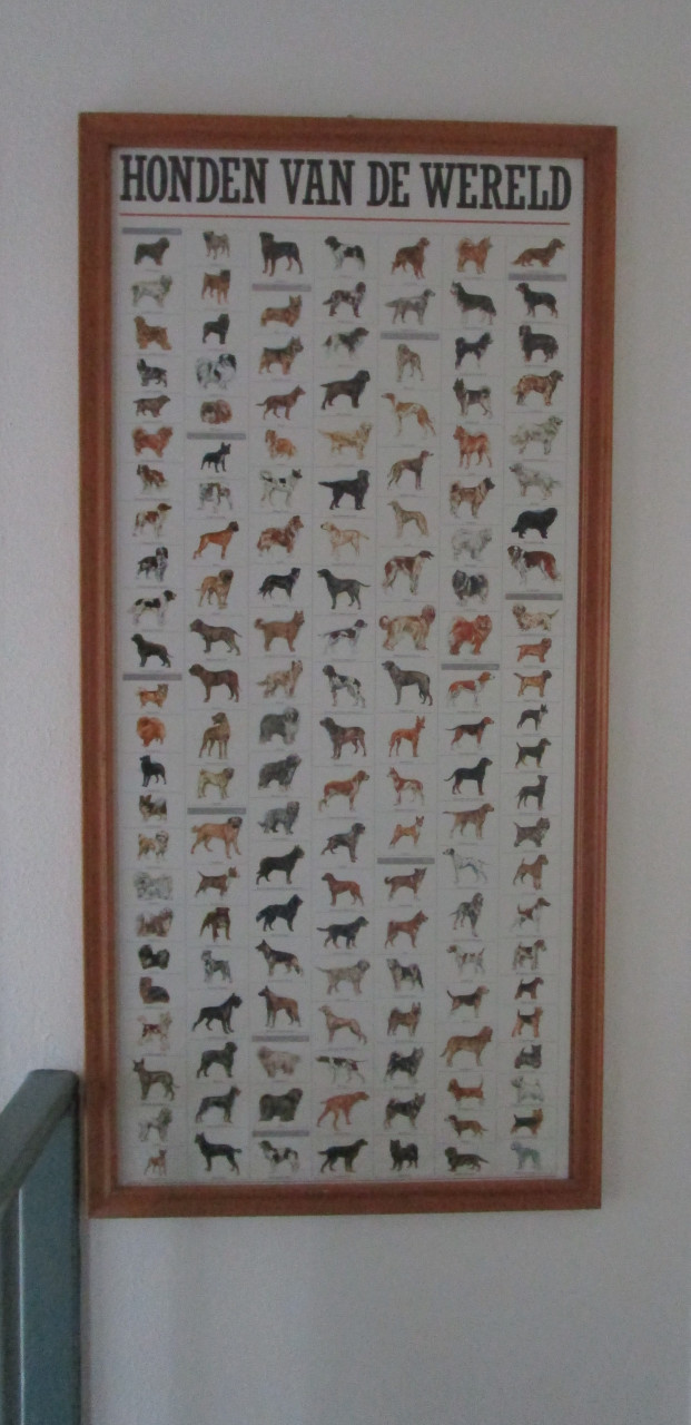 Poster Honden van de wereld in gelijst achter ondspiegeld glas.