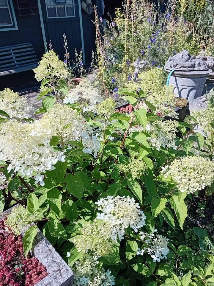 Geel/oranje vlinderstruikjes en witte pluimhortensia's
