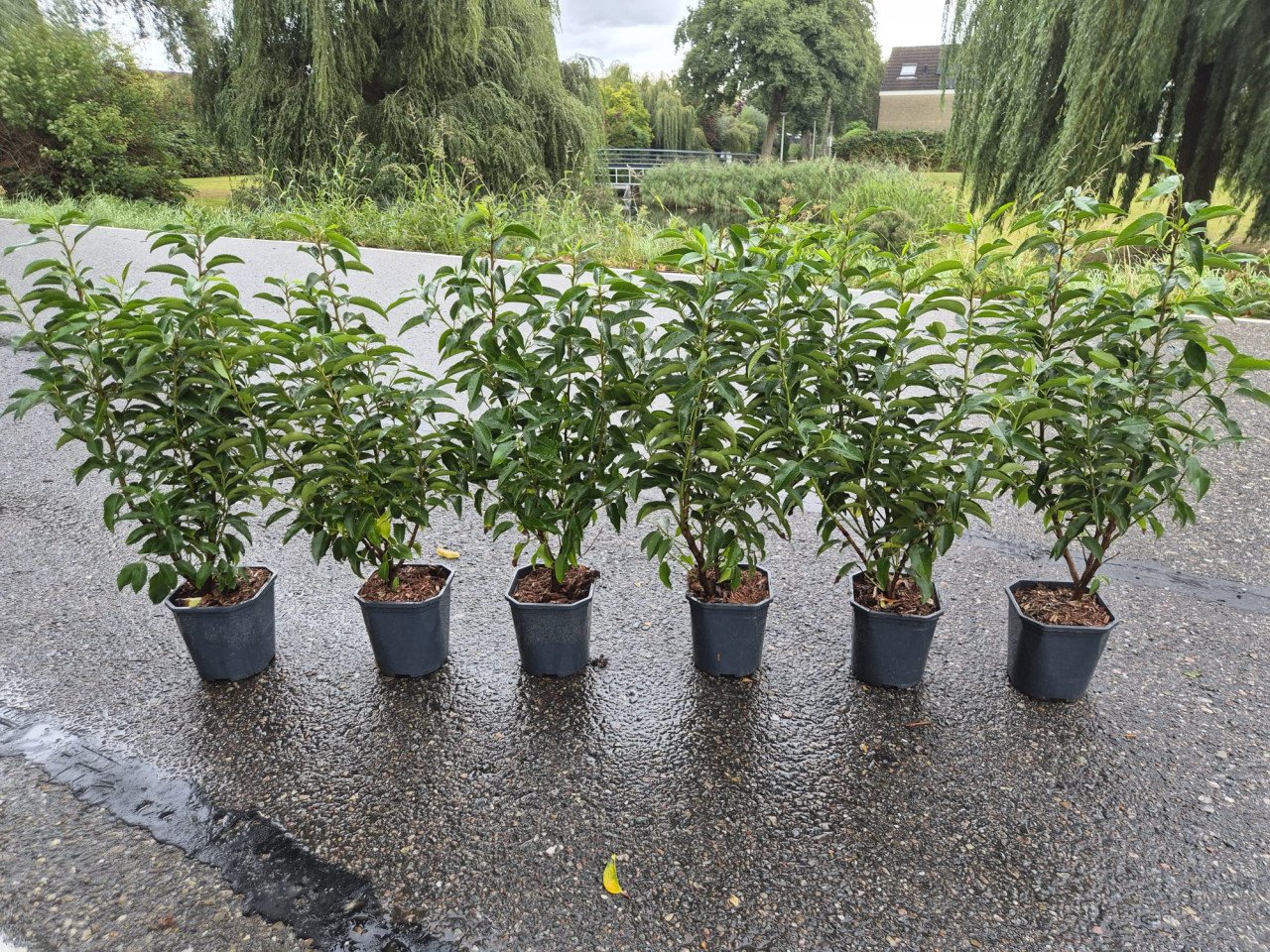 Portugese laurier potgekweekte haagplanten ca. 60 cm