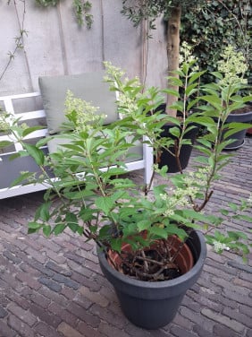 Pluimhortensia