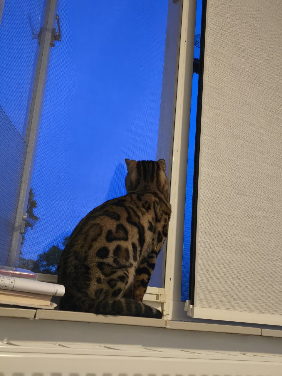 Bengaalse kater te koop