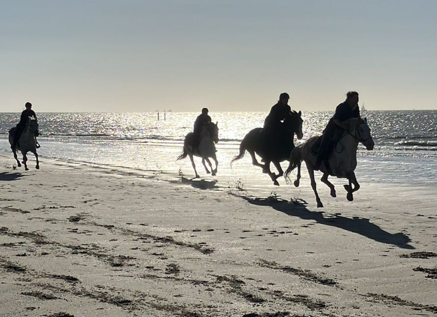 Bijbaan in de paarden