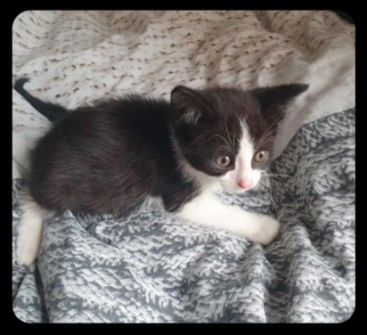 Kitten kittens poes poesjes dierendag