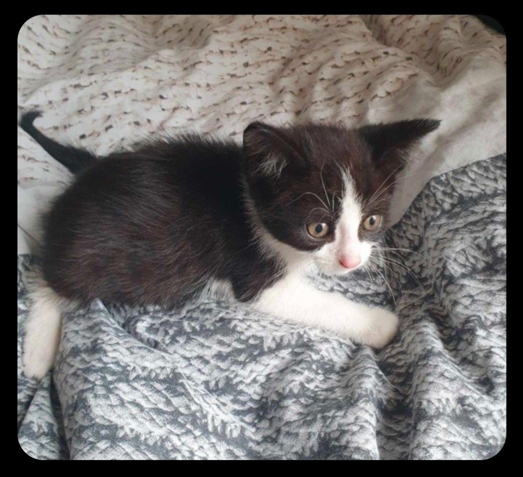 Kitten kittens poes poesjes dierendag