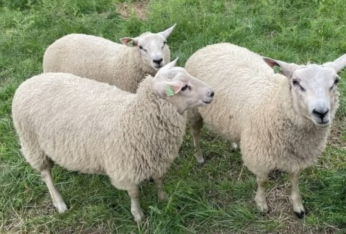 Schapen ram rammen lam ooi