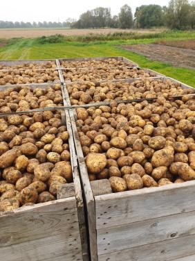 Frieslander en Bildtstar aardappelen