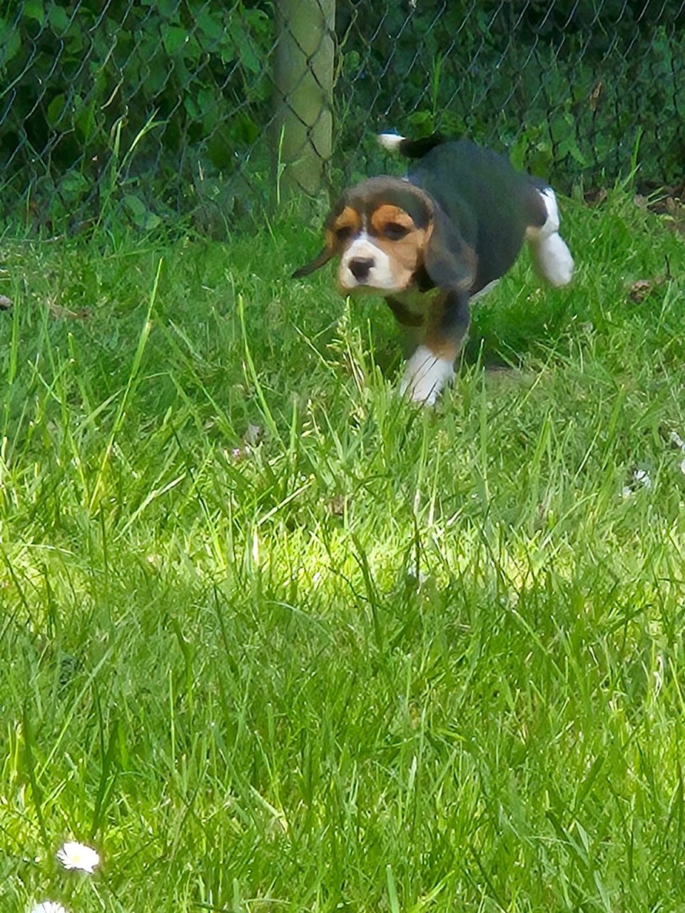 Beagle puppy’s